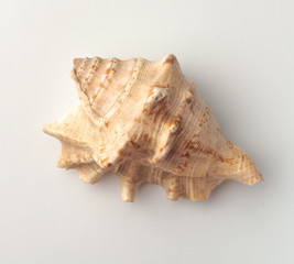 Seashells on the white background.