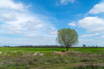 Fototapeta na wymiar Lonely tree on a farm field in spring time