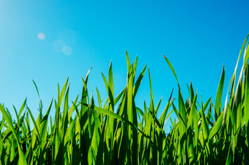 Obraz premium spring grass in sun light and defocused sky on background