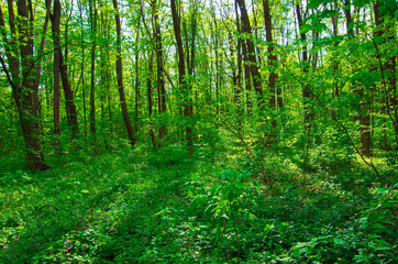 Forest trees. Nature green wood sunlight backgrounds