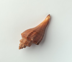 Seashells on the white background.