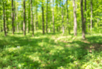 Fototapeta premium Spring forest background out of focus