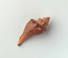 Seashells on the white background.