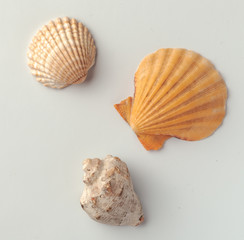 Seashells on the white background.