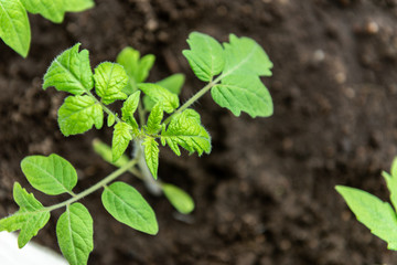 Small green tomato seedling in growing. Early spring planting.
