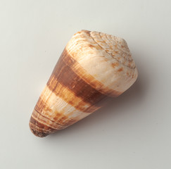 Seashells on the white background.