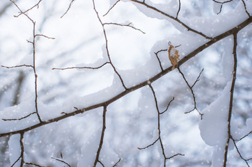 Background of snow on the branches of trees