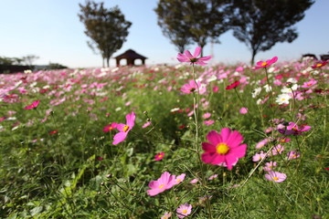 Fototapeta premium 秋桜
