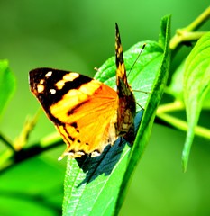 IGUAZU (naturaleza, cascadas, aves, mamiferos, insectos)