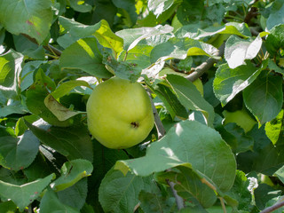 beautiful green apple is growing on the tree