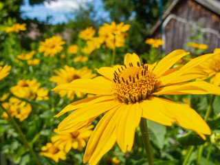 beautiful yellow flowers, close up