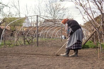 granny farmer working in garden. 