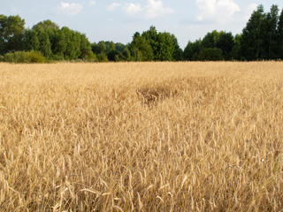 field covered with wheat, a beautiful summer landscape