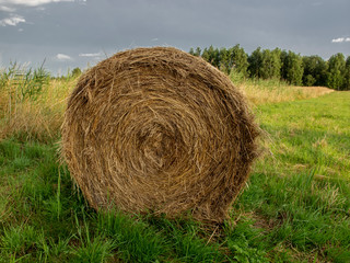 hay bales in the field, preparing food for animals for the winter
