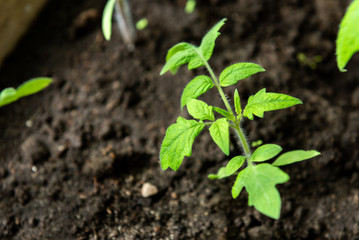 Small green tomato seedling in growing. Early spring planting.