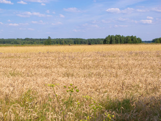 view of the field covered with wheat