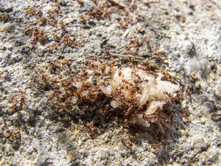 flock of ants eats food