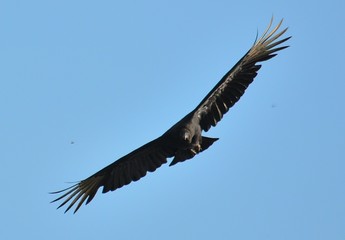 IGUAZU (naturaleza, cascadas, indectos aves)