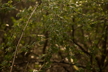 Obraz premium branches of a tree