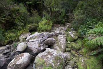 Amazing views of trees in the forests of New Zealand