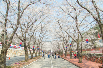 Naklejka premium 벚꽃
