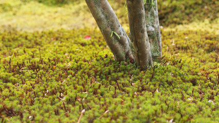 Green Moss Ground in Japan Garden