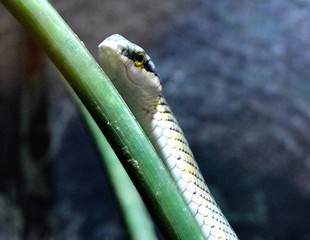 IGUAZU (Naturaleza, insectos, reptiles)