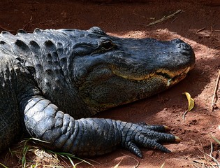 IGUAZU (Naturaleza, insectos, reptiles)