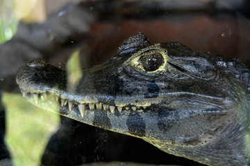 IGUAZU (Naturaleza, insectos, reptiles)