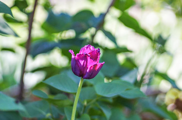 pink tulip in the garden