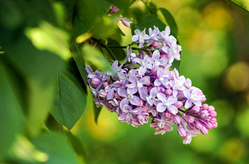 A Bush of purple lilac