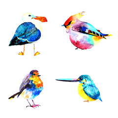 Watercolor birds set. Hand drawn illustration on paper. Robin bird, funny bird waxwing, kingfisher with long beak, gull with a large beak painted with paint spreads and granulation