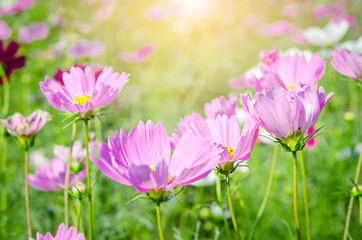 Fototapeta premium beautiful pink cosmos flower field.