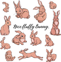 hare, zoo, funny, wildlife, art, vector, design, gray, decor, mammal, flat, pretty, set, illustration, print, wild, fun, sitting, ears, sticker, motion, cartoon, kawaii, nature, cute, isolated, rabbit