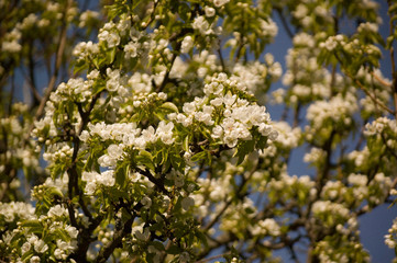 blooming apple tree in spring