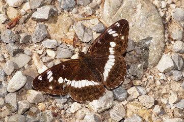 Limenitis camilla (LINNAEUS, 1764) Kleiner Eisvogel DE, BY, Schwansee bei Füssen 18.07.2014