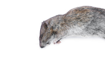 Dead rat  isolated on a white background