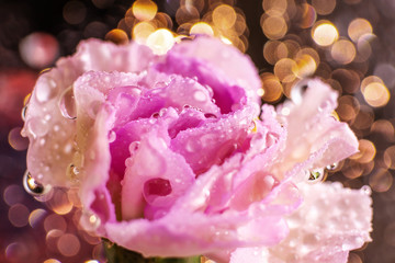 Pink flower closeup. Petals in drops of water.