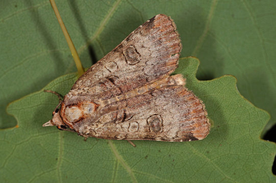 Epilecta linogrisea ([DENIS & SCHIFFERM&Uuml;LLER], 1775) - Silbergraue Bandeule