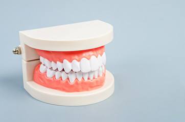White teeth model.