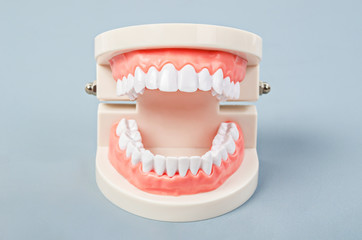 White teeth model.