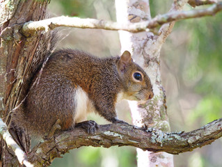 Focus Stacked Image of a Gray Squirrel in a Cedar Tree