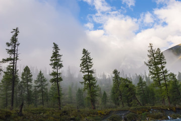 green pine forest in a dense clouds