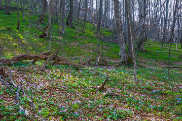 beautiful spring forest glade with flowers