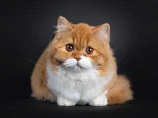 Fototapeta na wymiar Cute fluffy red with white British Shorthair cat kitten laying down facing front. Looking at camera with big round brown orange eyes. isolated on black background. Majestic tail curled around body.