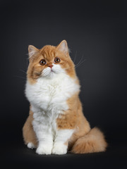 Fototapeta na wymiar Cute fluffy red with white British Shorthair cat kitten sitting facing front. Looking above camera with big round brown orange eyes. isolated on black background. Majestic tail curled around body.