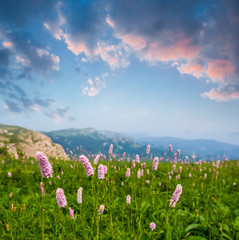 Obraz premium green mountain plateau with flowers at the evening