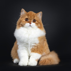 Cute red with white British Longhair cat kitten, sitting  facing front. Looking at lens with big...