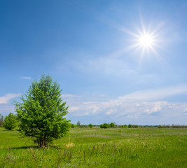 Fototapeta na wymiar summer prairie with alone tree at the sunny day