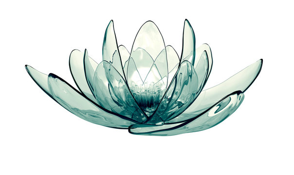 x-ray image of a flower  isolated on white, the lotus 3d illustration.